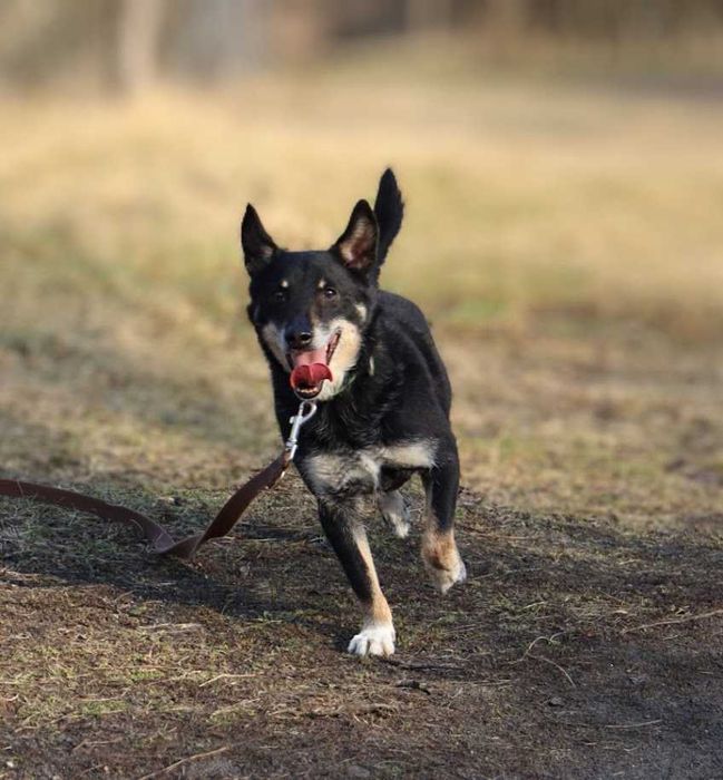 energiczny, wesoły, przyjazny piesek czeka na dom