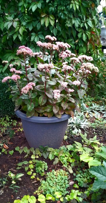 Очиток(седум) Матрона