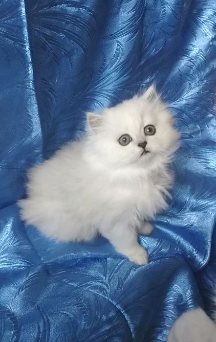Котёнок мальчик серебристый юелый шиншилла страйт хайленд