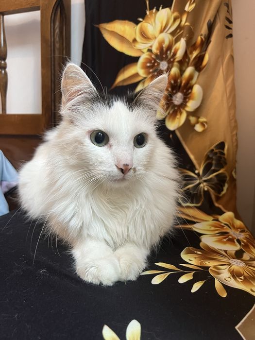 Cudowny kocurek Lizak szuka domku