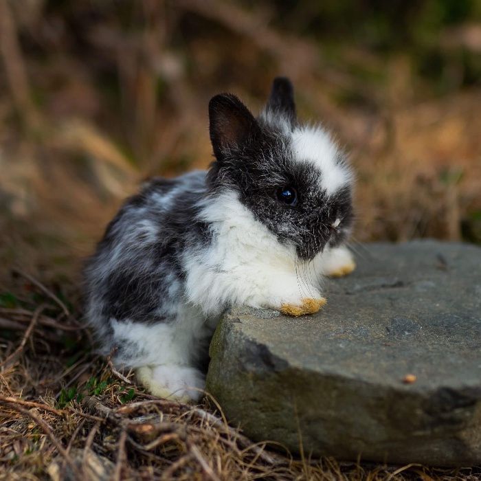 Karzełek teddy mini lop karzełek baranek dowóz z kierowcą