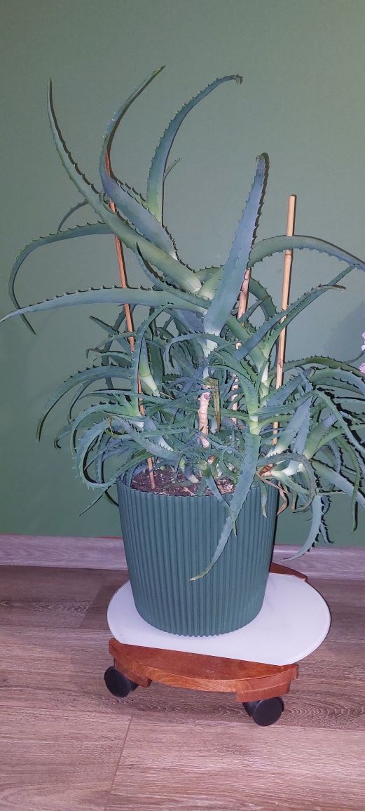 Wielki aloes z doniczką