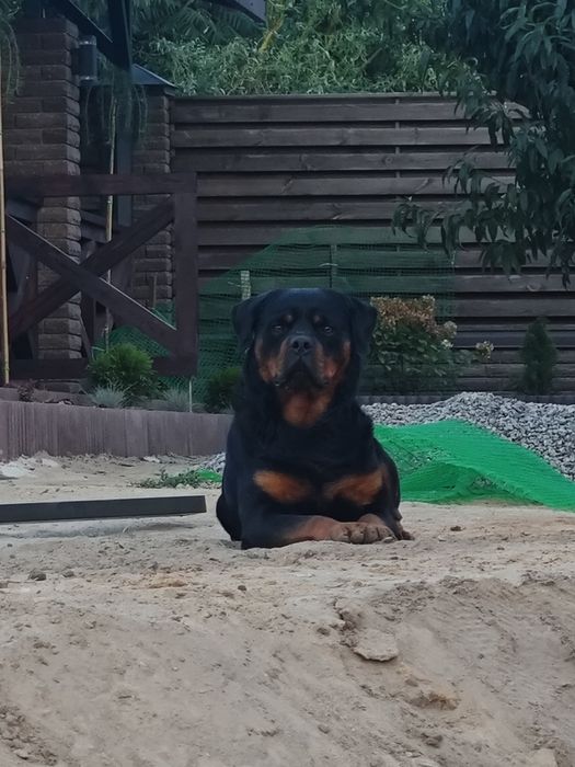 Случка ротвейлера