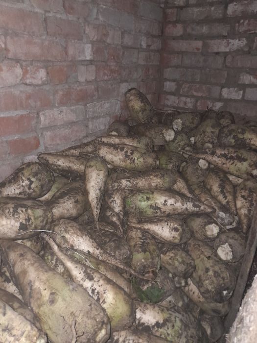 Буряк   кормовий