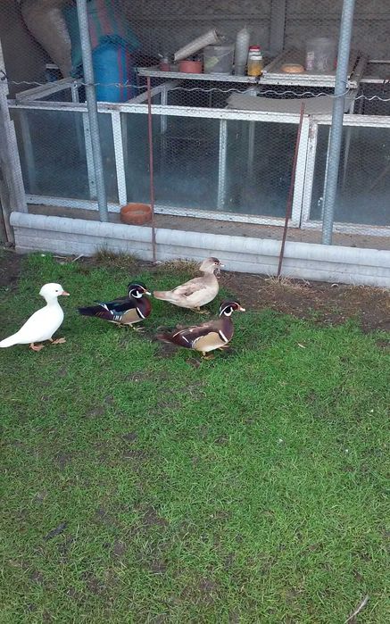 Kaczki karolinki beżowe