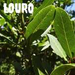 Ervas aromáticas Biológicas Louro, Alecrim, Lucia-Lima