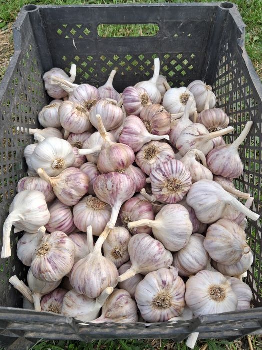 Polski czosnek harnaś