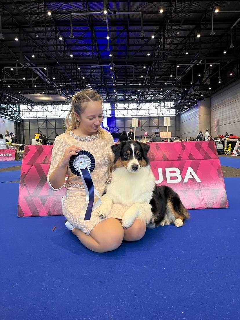 Szczeniak owczarka australijskiego po championach (dziewczynka)