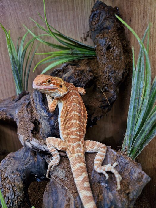 Agama brodata Młode Gadzilandia Agamy Brodate Pogona vitticeps