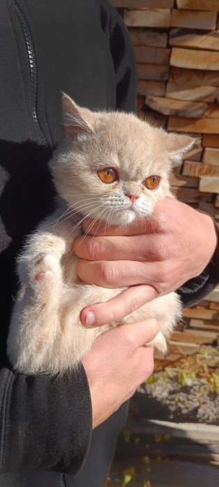 Кошечка чистокровная экзот
