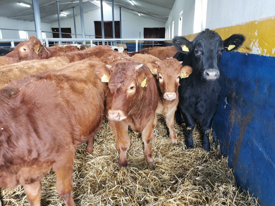 Odsadki mięsne limuse