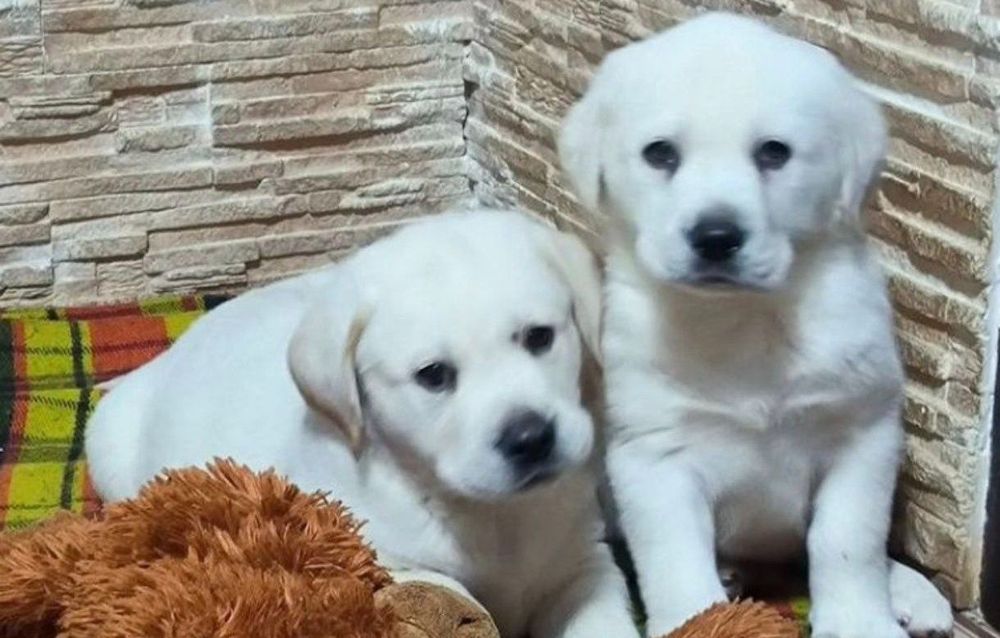 Білий Мішка Лабрадор Ретрівер цуценята з Документами Доставка Німечину