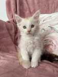 Kocur Maine Coon Gerard
