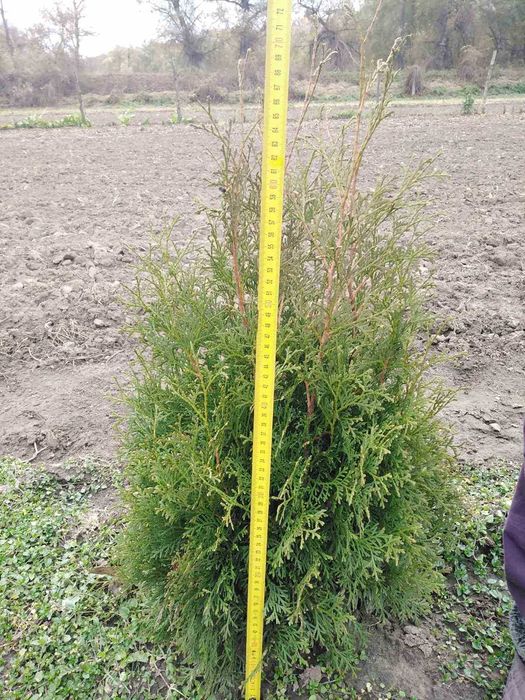 Декоративні рослини та плодово-ягідні культури.