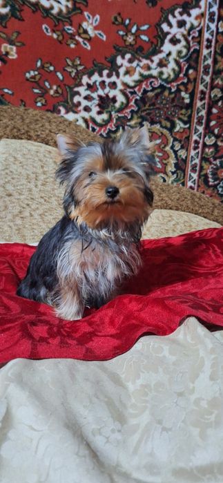 Чудові цуценята йоркшир. тер'єра