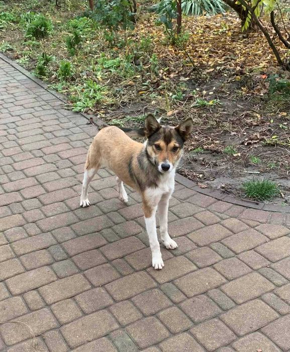 Собачка в добрі руки