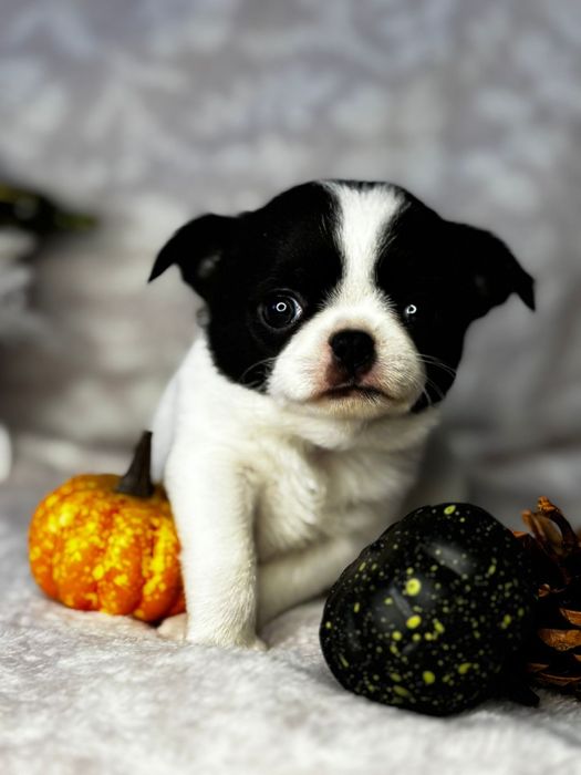 Chihuahua ** suczka** biało czarna "Jamajka "
