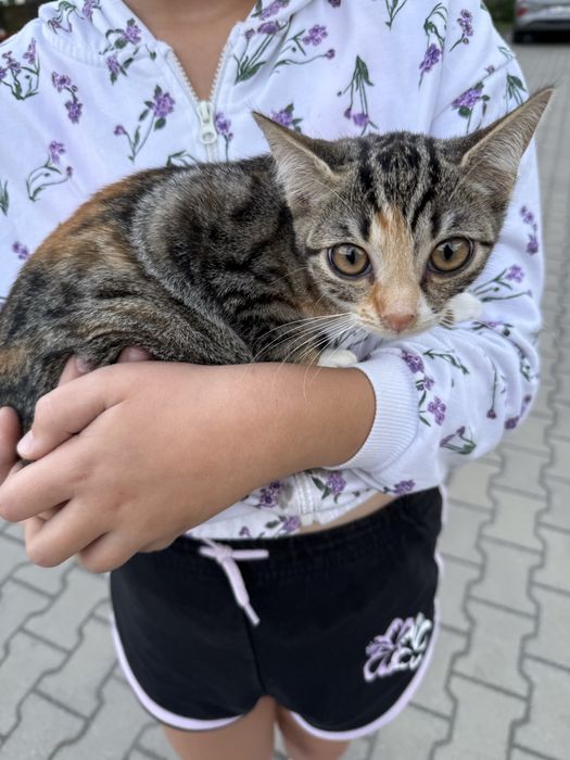 Oddam za darmo kotka