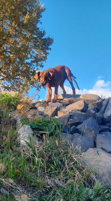 Wystawowa- ostatnia sunia- Szczeniak Rhodesian Ridegback ZKwP+paszport