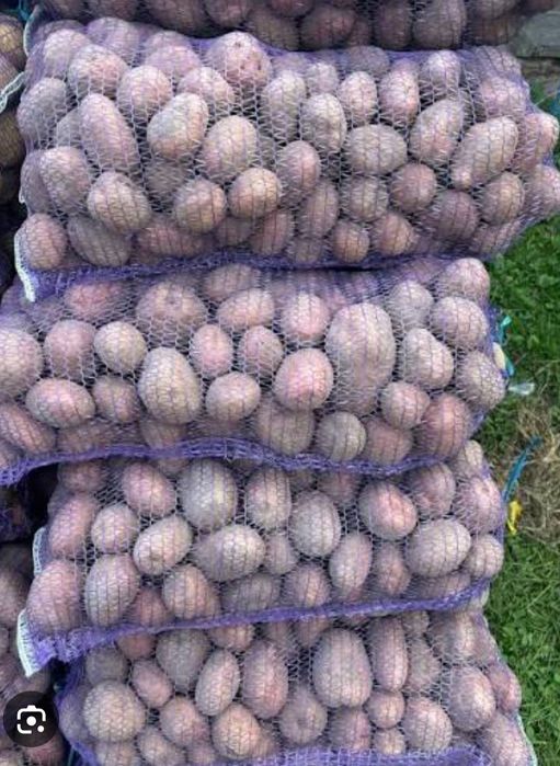 Картопля, бульба, тайфун, біла росса