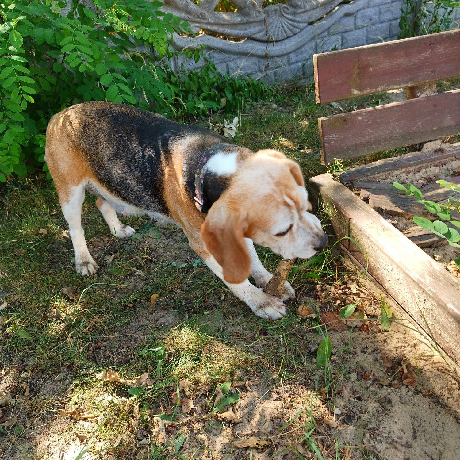 3 beagle szukają KOCHAJĄCEGO DOMU