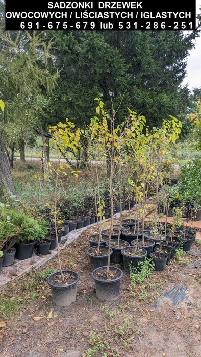 Sadzonki drzewek owocowych/liściastych/iglastych oraz krzewów
