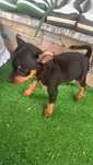 Pinscher miniatura fêmea