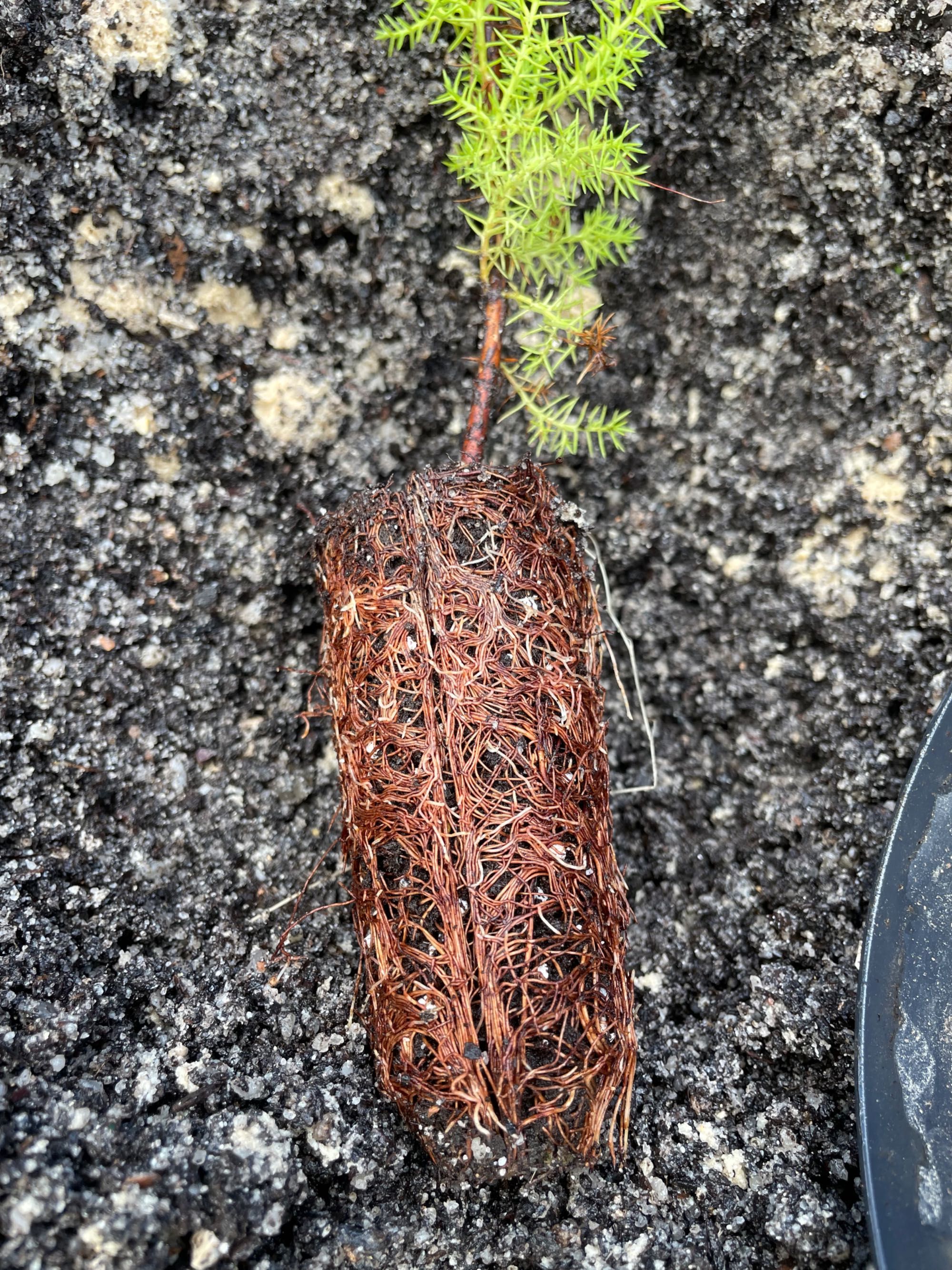 (40 x Un.) - Cedro do buçaco (Cupressus lusitanica) Mexican Cypress