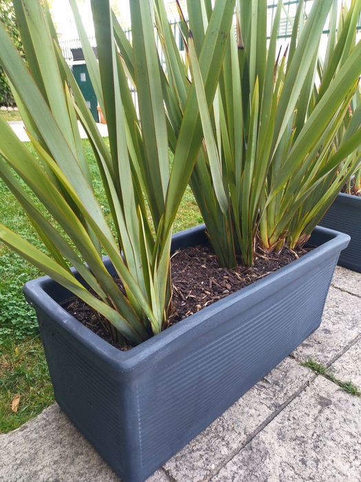 Floreiras grandes com plantas de exterior