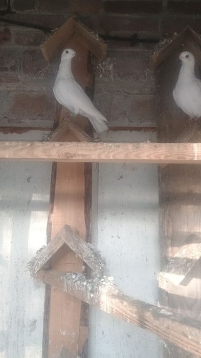 Gołębie orlik belgijski