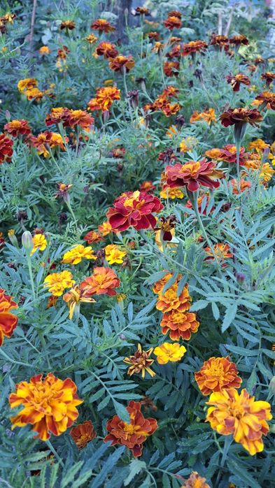 Сушені квіти чорнобривців, бархатцы, чорнобривці