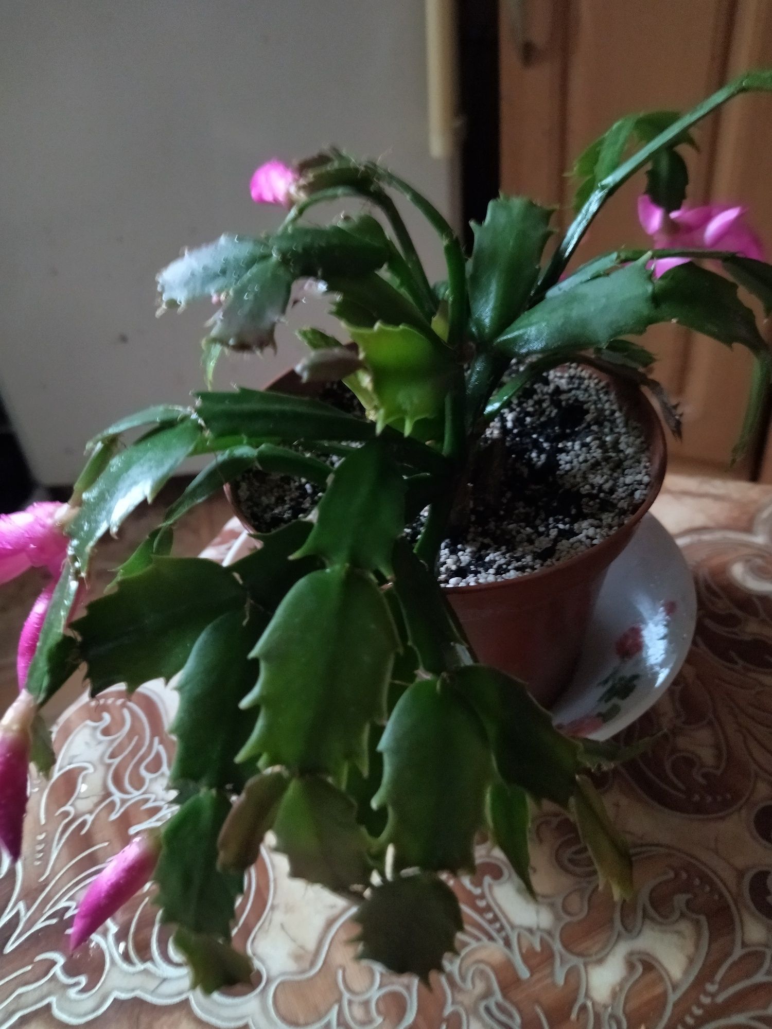 Супер сортовой рождественник