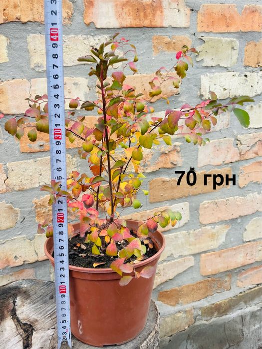 Рослини в горщиках