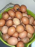 Ovos de galinha caseira