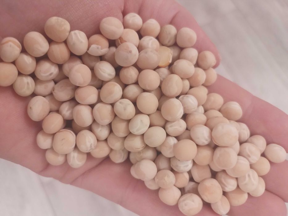 Sprzedam groch siewny