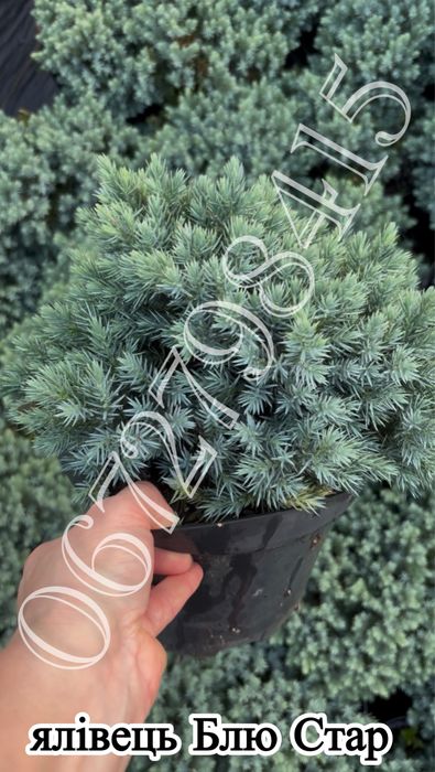 Ялівець Мунглоу, Блю Ароу, кипарисовики.