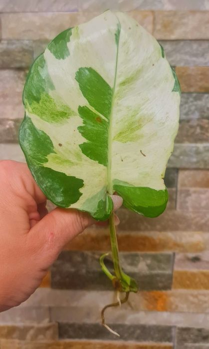 Epipremnum lava mutation