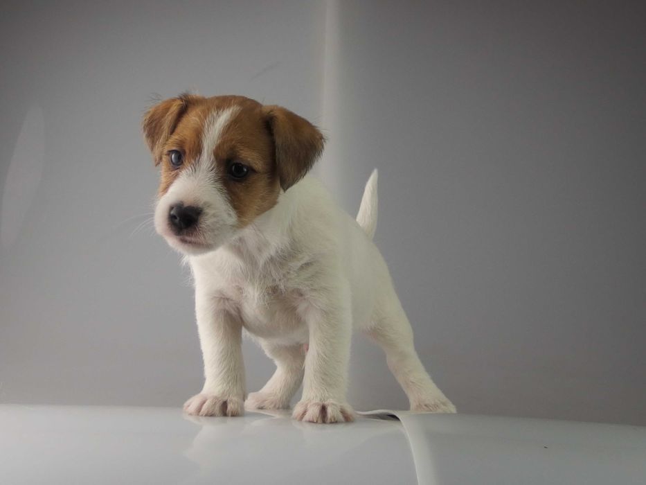 Jack russell  FCI Jakość