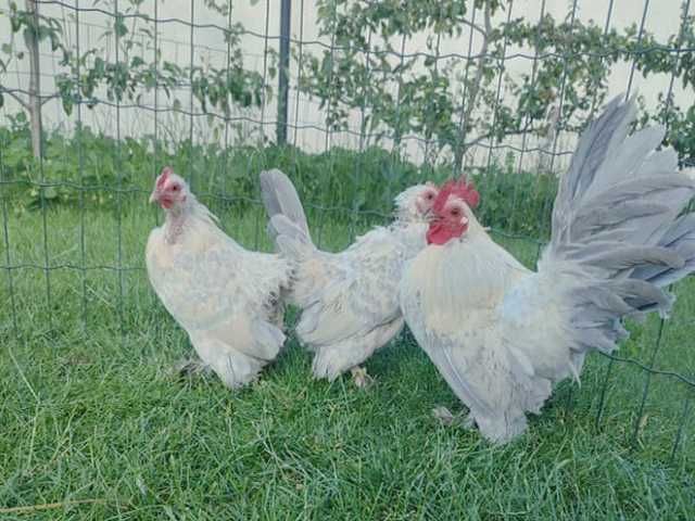 Інкубаційне яйце.(Курчата) Мільфлер фарфоровий,синій, срібло,ізабелла.