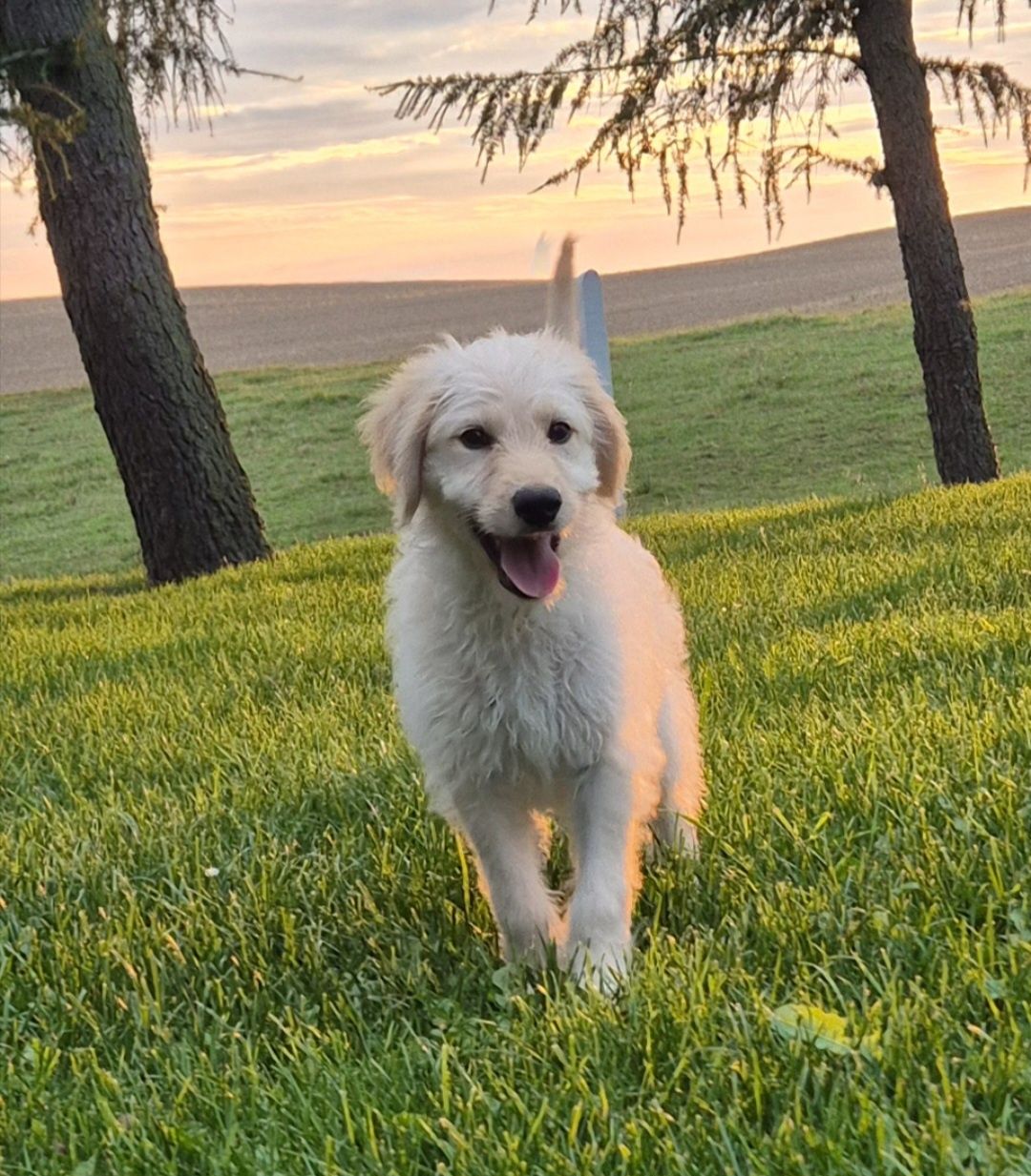 Goldendoodle  SUNIA