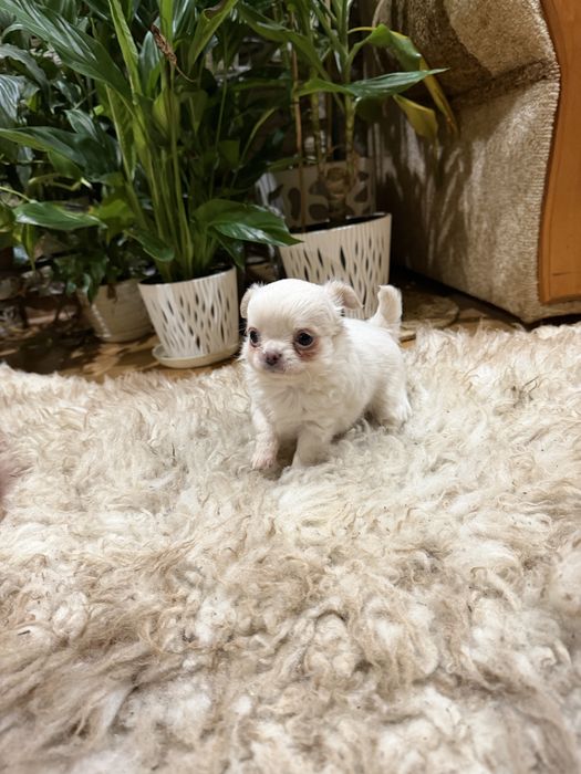 chihuahua długowłosy piesek