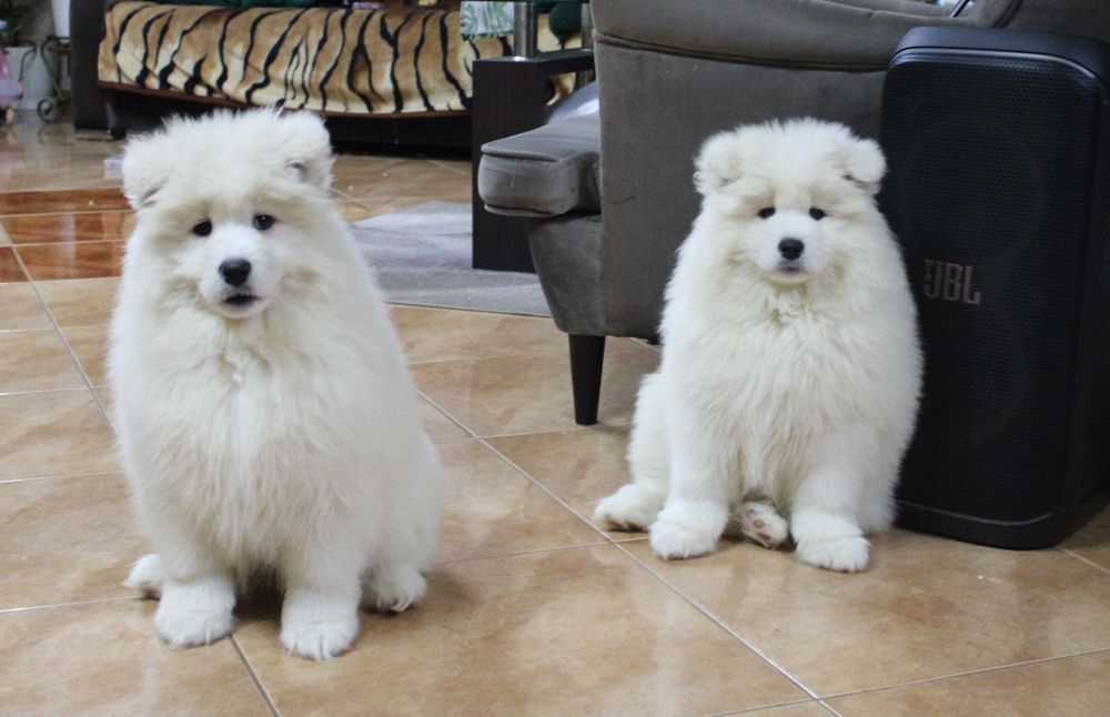 Sunia samojed/samoyed