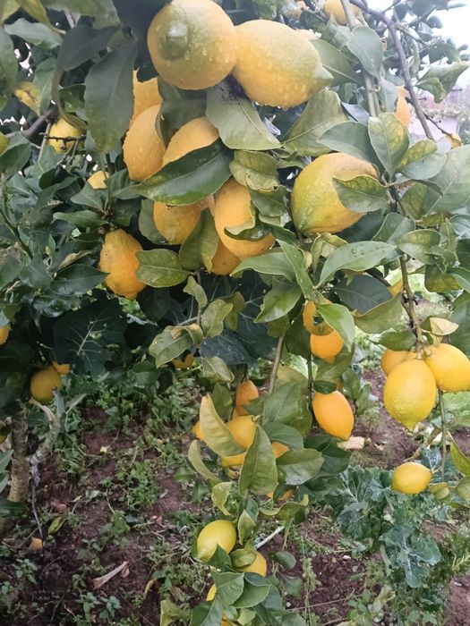 Limões de qualidade