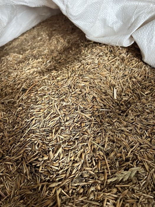 Mistura azevem e aviao