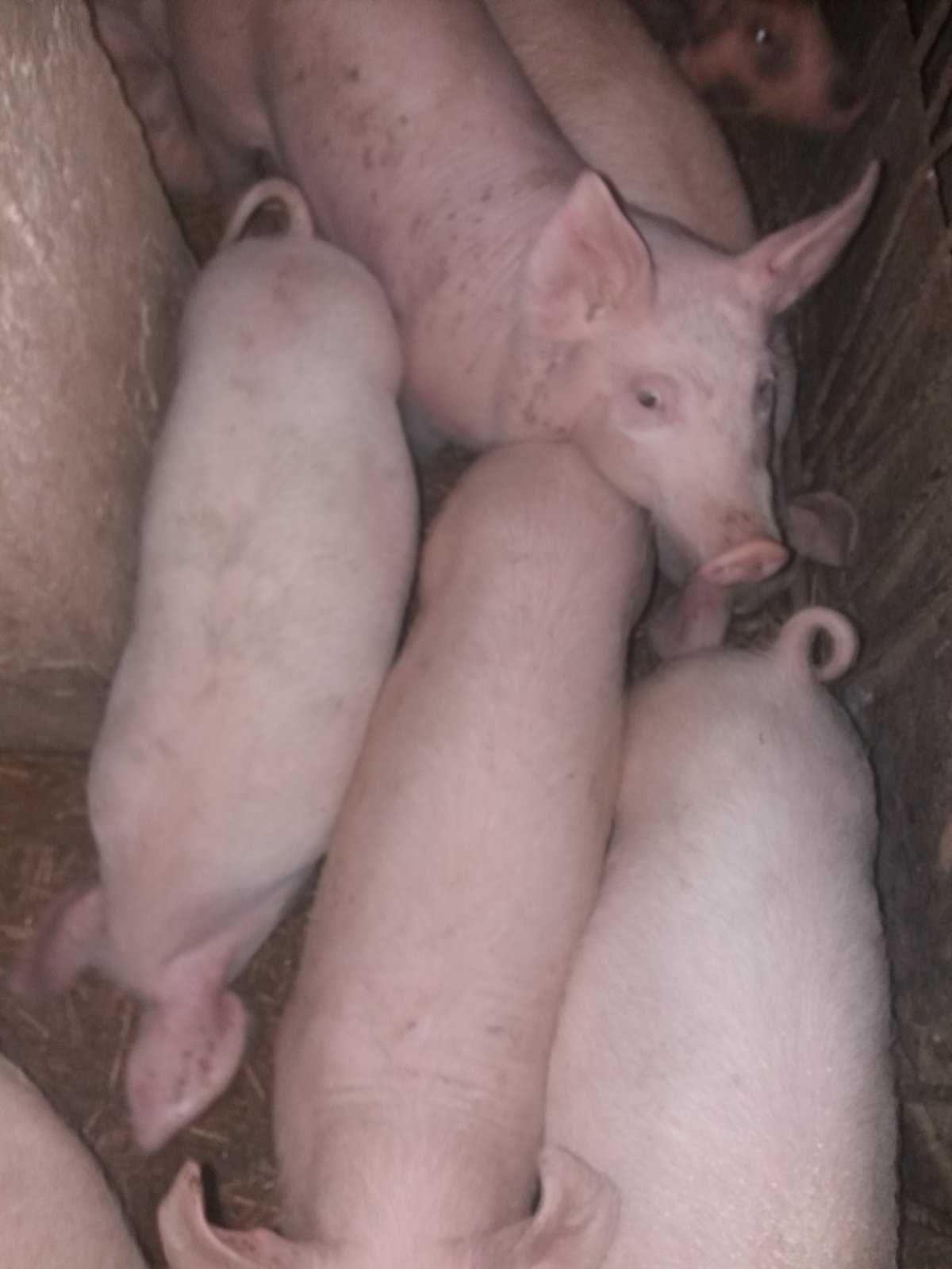 Продам поросята вагою від 10кг