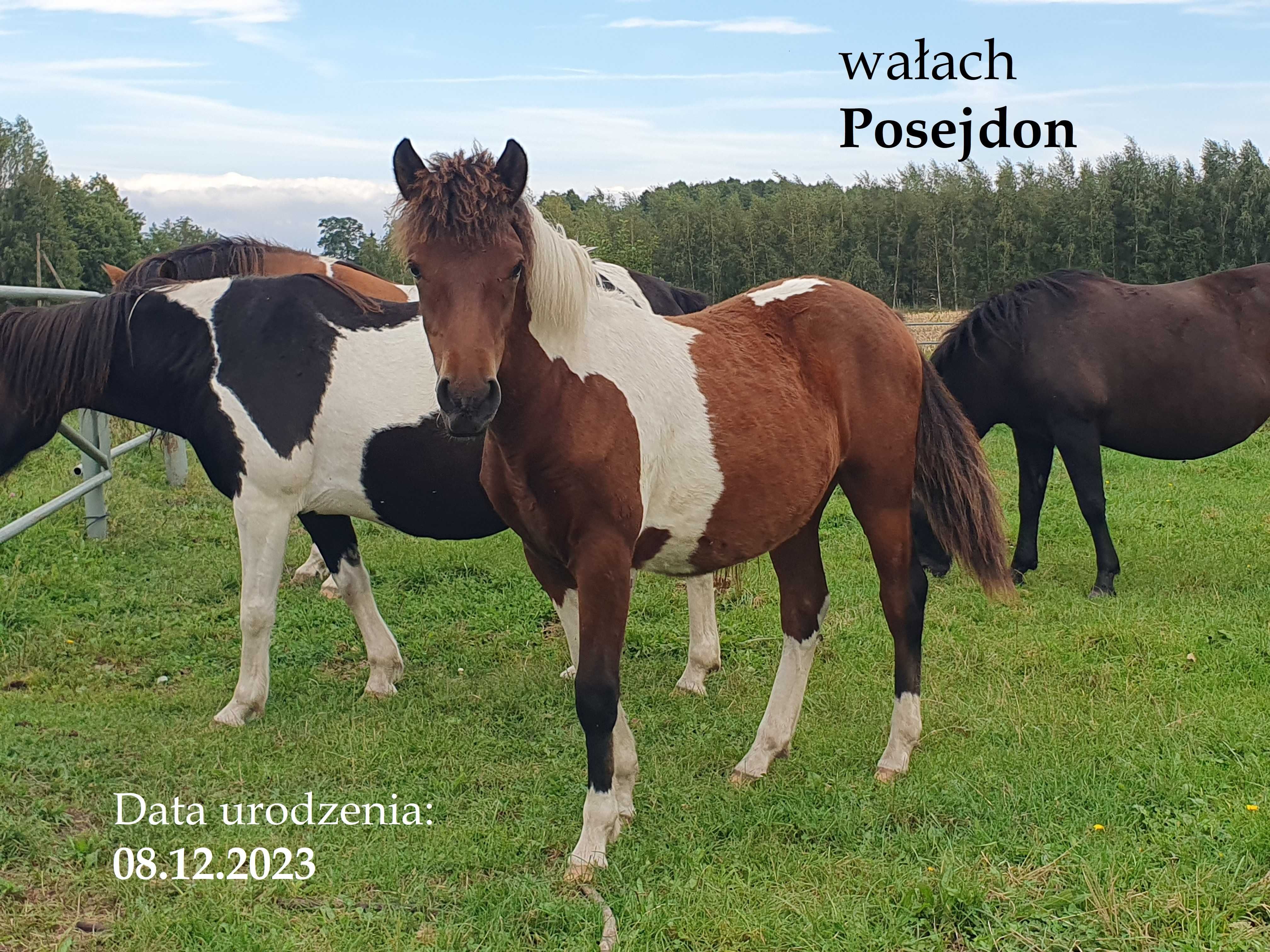 wałach huculski Posejdon 1,5 roku