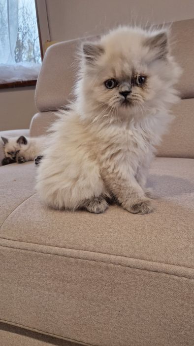 Cudowna długowłosa koteczka brytyjska colourpoint NIEBIESKIE OCZKA