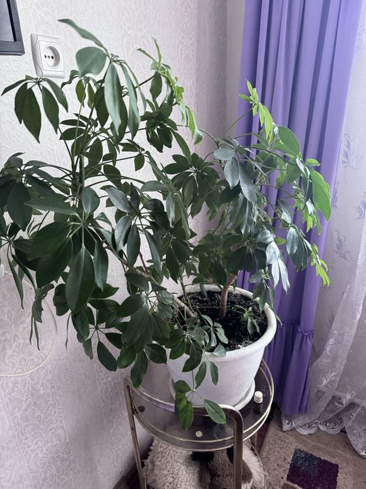 Вазони різні гарні