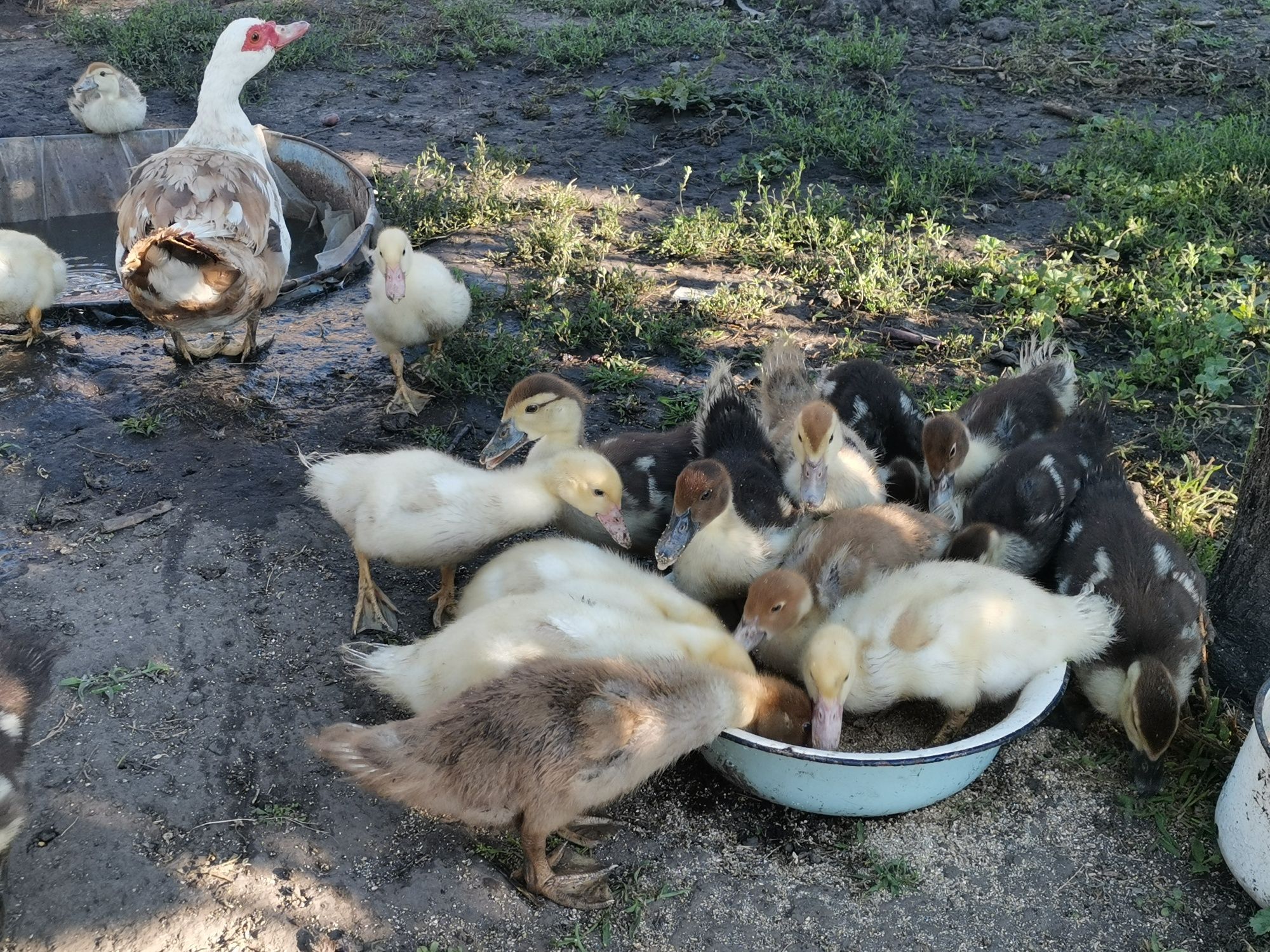 Продам каченят шипуни індокаченят