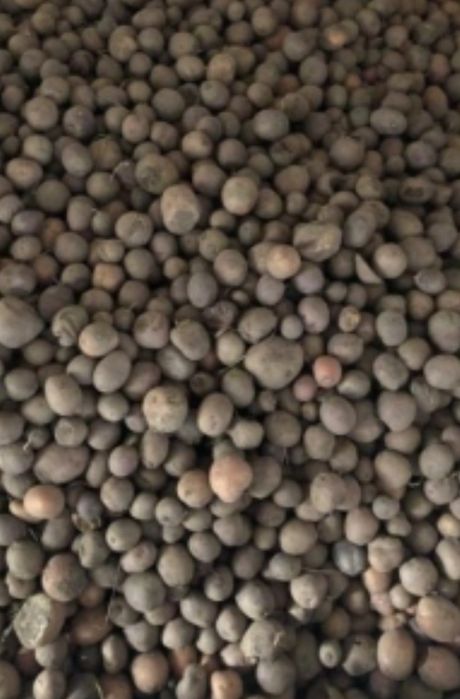 Картопля дрібна на корм